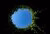 Climbing plants growing in a circular shape photographed from below opening to blue sky above