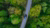 Car in nature